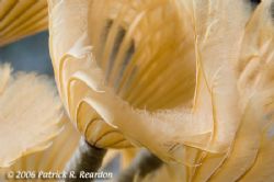 Full-frame macro of a feather duster. The details visible... by Patrick Reardon 